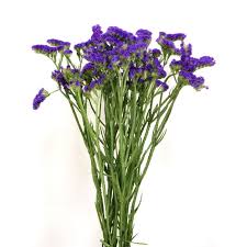 It comes in a handful of colors—from purple to magenta to a striped white—and is a great accent flower. Purple Statice