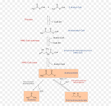 Coenzym a (коэнзим а) d8 2.2 мг. Hmg Coa 3 Hydroxy 3 Methyl Coa Lyase Ketonkorper Acetyl Coa Coenzym A Beta Hydroxy Saure Png Herunterladen 600 848 Kostenlos Transparent Text Png Herunterladen