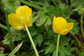 Image result for Ranunculus raeae