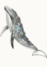 Humpback Whale Giclee Print By Nathan Ferlazzo Marini Ferlazzo Art For Wildlife Whale Drawing Whale Illustration Whale Tattoos