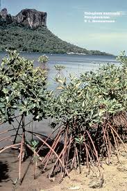 Image result for Rhizophoraceae