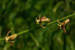 Image result for Dipcadi longifolium
