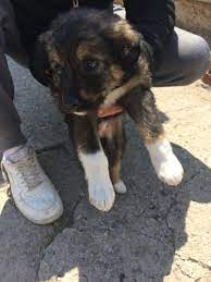 visit kedimikopekmi com kedi kopek