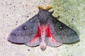 Image result for Chrysochloa hubbardiana