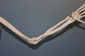 Learn about bone structure human anatomy with free interactive flashcards. Free Images Hand Wing Leg Human Arm Bone Elbow Skeleton Anatomy Body Joint Arthritis 3456x2304 726867 Free Stock Photos Pxhere