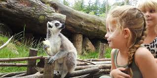 Koop je entreebewijs voor dierenpark amersfoort online, dan hoef je niet in de rij te staan. Dierenpark Amersfoort Mit Rabatt