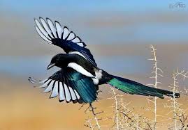 Timeline Photos Passarinhando Birds Eurasian Magpie Magpie Bird Photo