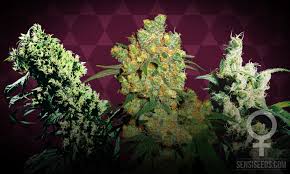 This was because they produced just the right number of lumens to. Top 10 Cannabis Strains For Growing Cannabis Indoors Sensi Seeds Sensi Seeds