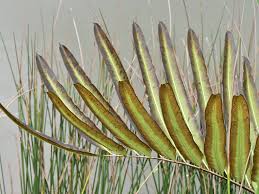 Image result for Acrostichum aureum