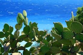Our cactus flower soy candles bring that experience to you. Cactus Sea Salt Fragrance Oil At Aztec Candle Soap Making Supplies
