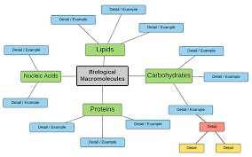 Create A Concept Map Of Biomolecules Concept Map Biology Activity Graphic Organizers