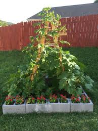 Maybe you would like to learn more about one of these? Growing Pumpkins Vertically On A Ladder Pumpkin Garden Growing Pumpkins Pumpkin Container Garden