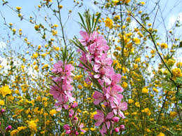 Maybe you would like to learn more about one of these? Flowering Almond Shrub Branches Pink Spring Pikist