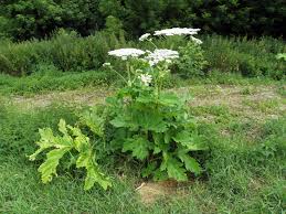 Image result for Heracleum