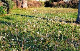 List of all quality lawn care locations and hours. Elite Lawn Landscape Management Home
