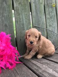 Color:are you ready to buy a goldendoodle puppy? Molly Goldendoodle Puppy For Sale In Goshen In Happy Valentines Day Happyvalentinesday2016i