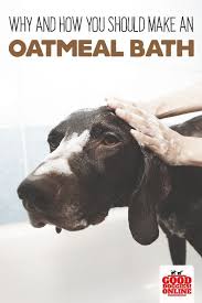 How And Why You Make An Oatmeal Bath For Dogs Good Doggies Online Oatmeal Bath For Dogs Good Doggies Online Dog Itching