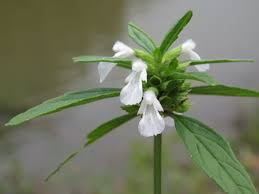 Image result for Leucas