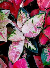 Pin On Aglaonema Hybrids Collection