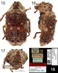 Image result for Trichodesma