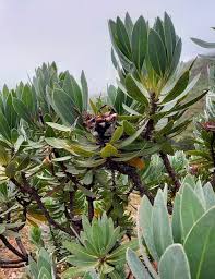 Image result for Cliffortia linearifolia