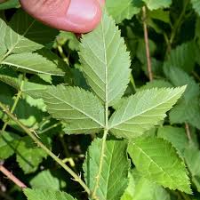Image result for Rubus apetalus