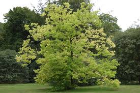 Image result for Celtis