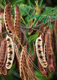 It reaches 20 to 40 feet in height at maturity, spans 15 to 20 feet in width and the willow acacia produces a profusion of fluffy yellow flowers from late summer through early winter, followed by an abundant crop of seed pods. Acacia San Diego Zoo Animals Plants