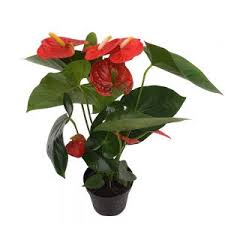 Ficusul se numără printre cele mai rezistente flori de cameră. Anthurium Mediu Floarea Flamingo Planta Cu Flori Floraria Trias