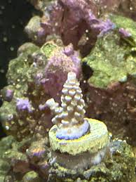 Image result for Acrotome tenuis