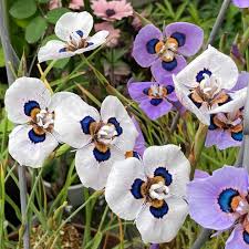 Image result for Moraea bella