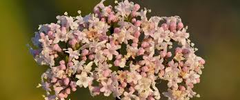 Image result for Vahlia capensis