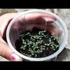 A mature plant can disperse up to 18,000 seeds per plant, and their seeds are easily distributed by human, environmental, and animal transport. 1