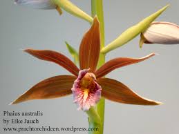 Image result for Phaius occidentalis