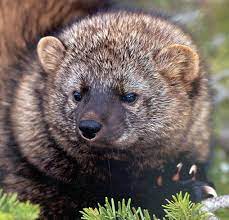 Despite this, interactions outside of breeding are minimal. What Is A Fisher Cat Earthpedia Earth Com