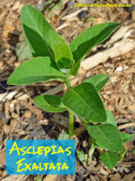 According to the xerces society, l.a. Asclepias Exaltata Poke Milkweed For Monarch Caterpillars Milkweed Butterfly Garden Plants Asclepias