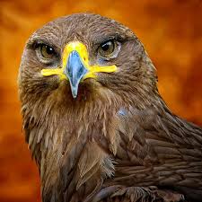 European Eagle Animals Beautiful Beautiful Birds Birds Of Prey