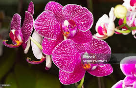 Image result for Orchidaceae