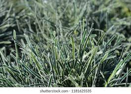 Image result for Ficinia