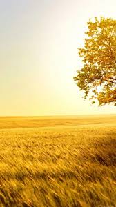 Beautiful Gold Wallpaper Group 45 Best Iphone Wallpapers Iphone 6 Wallpaper Samsung Wallpaper