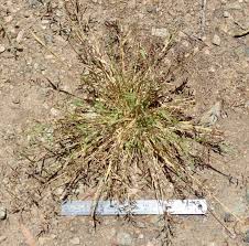 Image result for Eragrostis exasperata