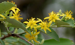 Image result for Grewia herbacea