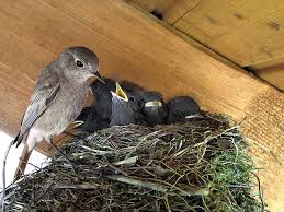 Baby wild birds grow extraordinarily quickly and must eat frequently. How To Care For A Newborn Baby Bird Newborn Baby