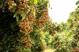 Buah ini juga dikenal dengan rasanya yang khas dan unik, menariknya lagi buah ini dikenal dengan kandungan antioksidan tinggi yang sangat baik. Cara Menanam Kelengkeng Dalam Pot Agar Cepat Berbuah Ringtimes Banyuwangi
