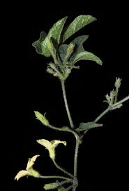 Image result for Cucumis hirsutus