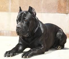 Black Cane Corso Cane Corso Cane Corso Dog Guard Dog Breeds