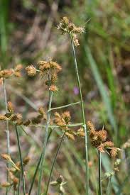 Image result for Fuirena pubescens