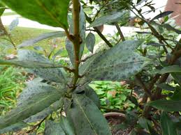 Image result for bay leaf bush foto