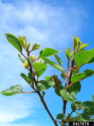 Image result for Waltheria indica