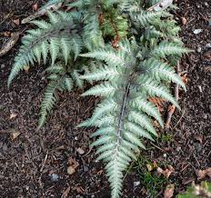 Image result for Athyrium annae